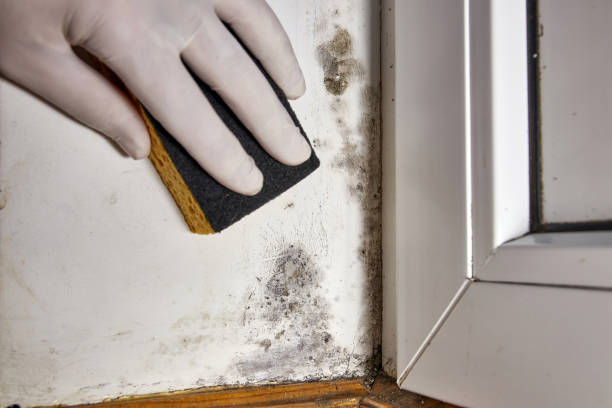 Best Mold Documentation for Insurance Claims  in Bartlesville, OK